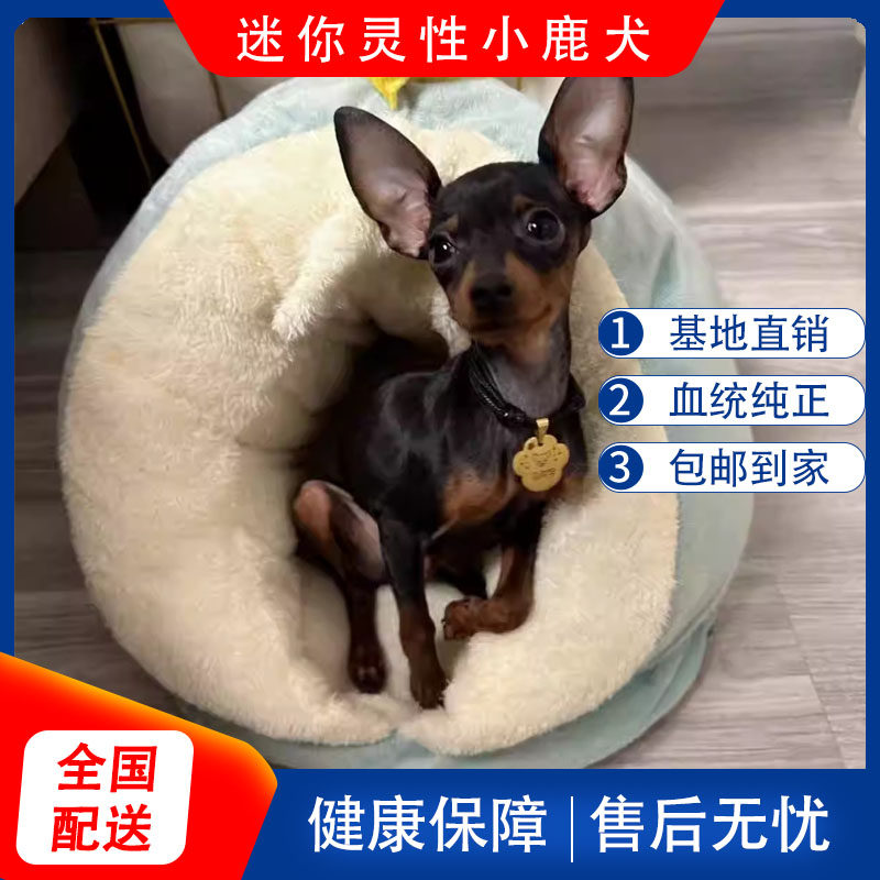 纯种小鹿犬幼犬迷你小宠物小犬狗活物小体鹿犬小的鹿狗品种小狗