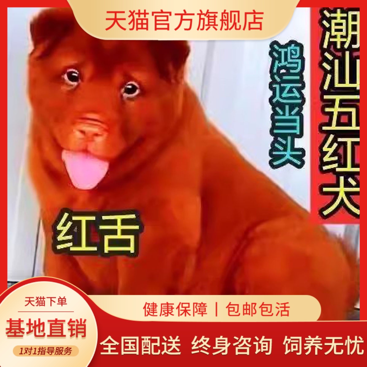 潮汕五红犬五黑犬活体幼犬