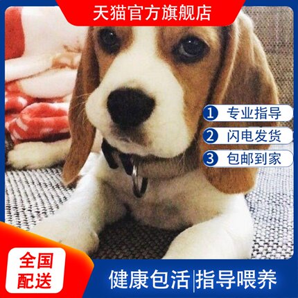 比格幼犬巴吉度长不大幼宠便宜真狗工作犬小狗狗活泼小型犬宠物狗