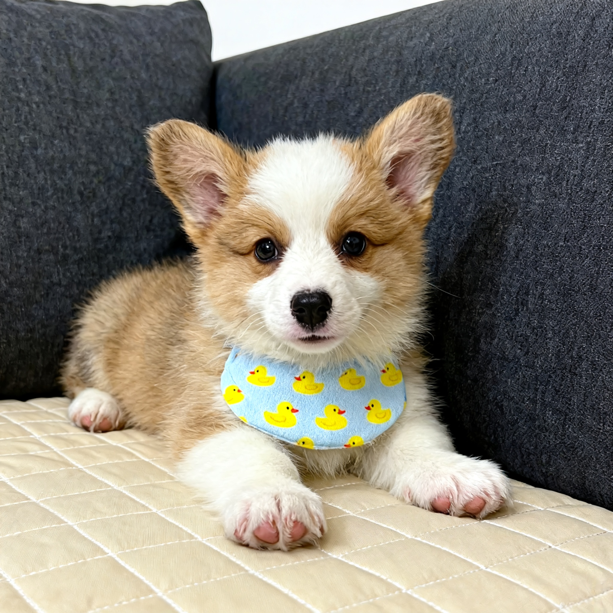 柯基幼犬小威尔士宠物狗犬狗活体