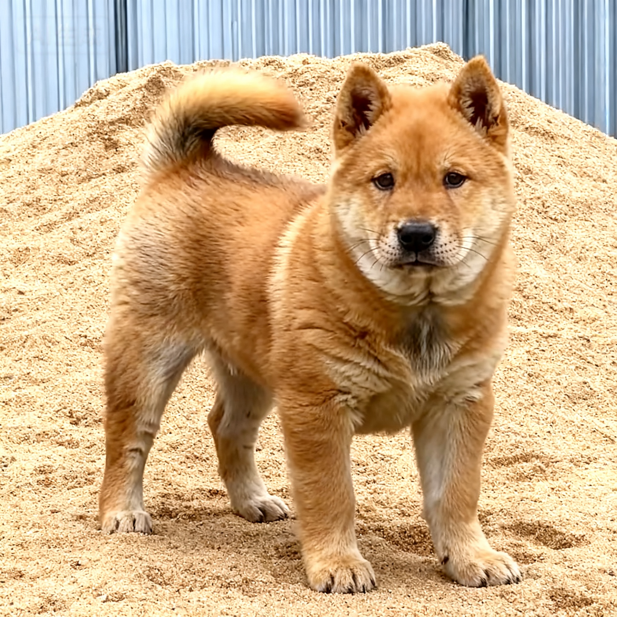田园犬白面大骨架看家护院短毛