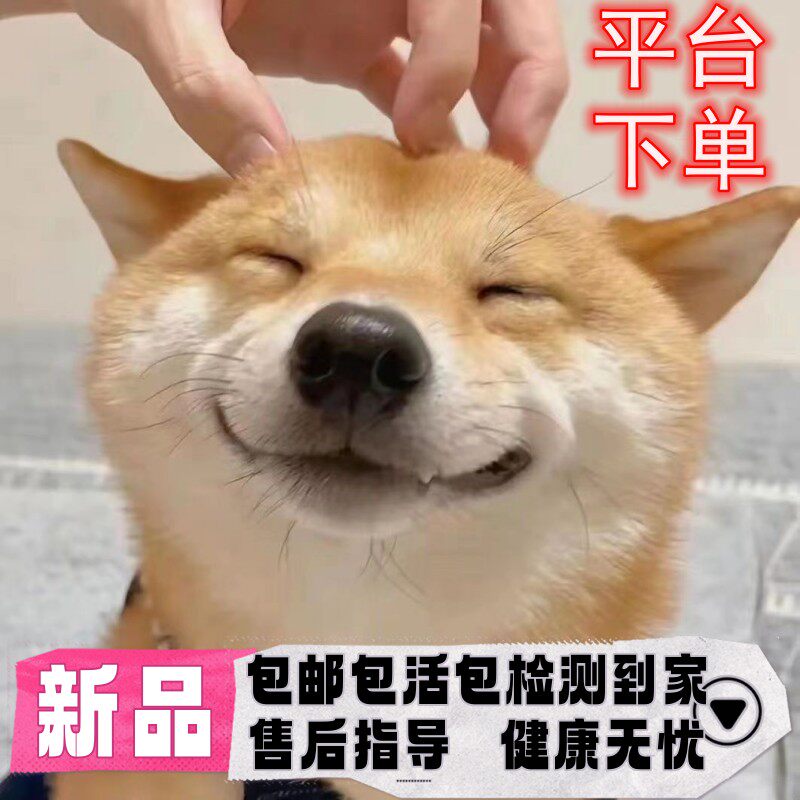 柴犬幼犬活体纯种日本柴犬狗狗黑柴豆柴赤柴日本田园犬幼犬赛级犬