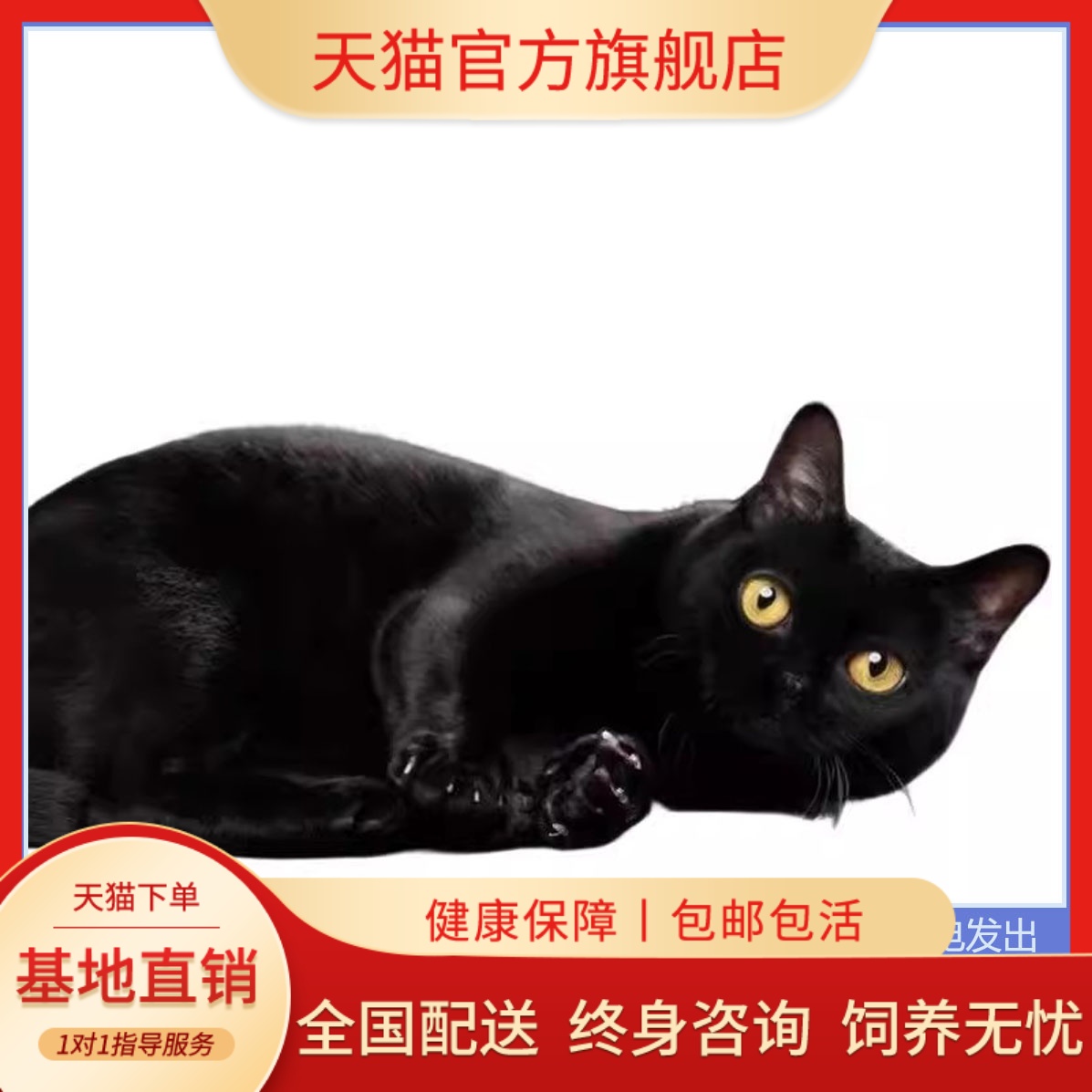 纯黑猫黑煤球中华田园猫玄猫幼崽全黑小黑猫抓老鼠家猫土猫小猫咪