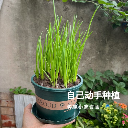 种植可食用四季香葱小盆栽植物观察生长厨房香草葱头种植带根