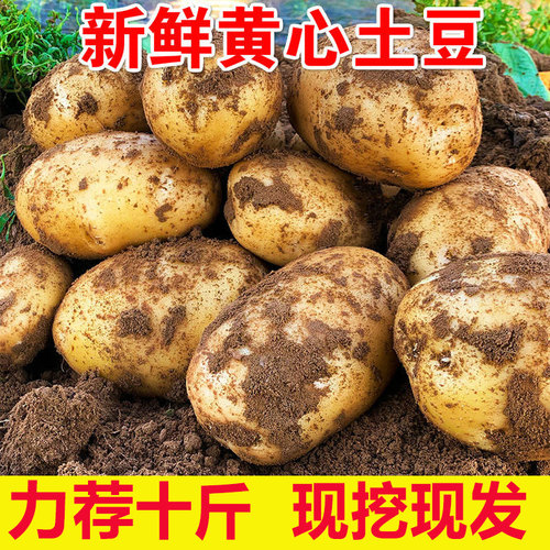 2021新鲜土豆  黄皮黄心 老少皆宜