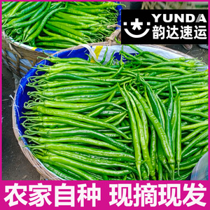 【现摘现发】 农家自种新鲜蔬菜青辣椒 线椒二荆条中辣 尖椒新鲜