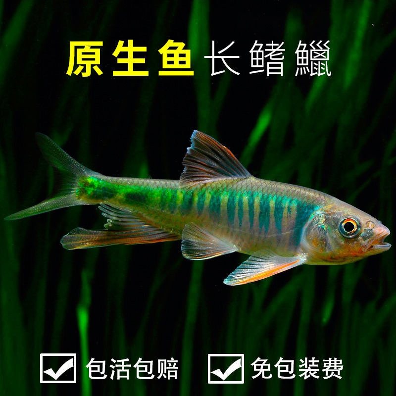 原生鱼淡水冷水小型活鱼长鳍鱲异鱲群游鱼马口好养耐活活体观赏鱼_虎窝淘