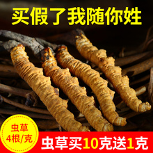 青海玉树冬虫夏草正品野生西藏虫草非那曲冬虫草精选4根/克包邮