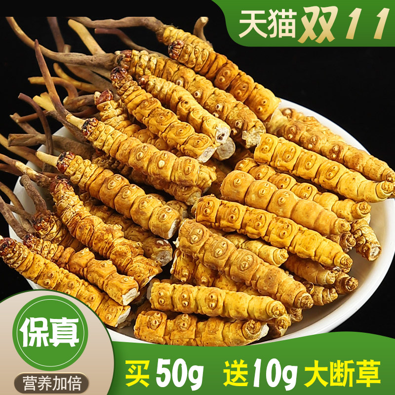 2026官方旗舰店西藏那曲鲜虫草正品冬虫夏草断虫草自用打粉
