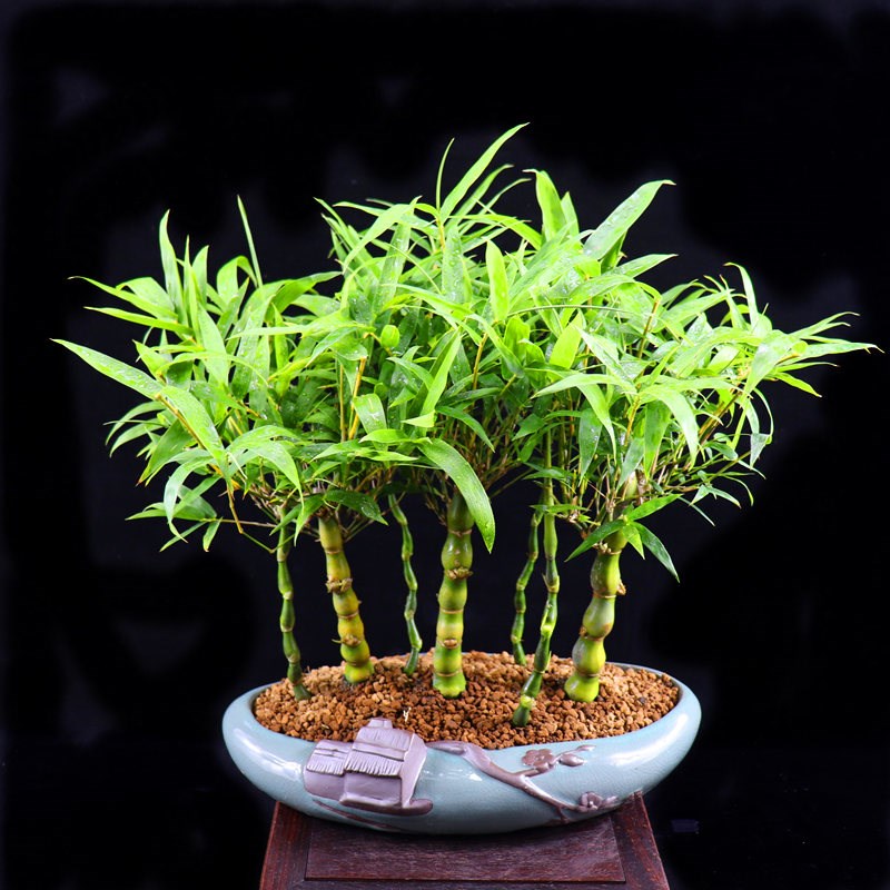 竹子盆栽佛肚竹观音竹罗汉竹招财植物办公室内客厅茶桌面好养绿植
