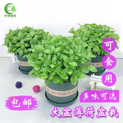 淘宝 驱蚊草盆栽驱蚊草植物室内驱蚊草室内薄荷盆栽香草室内驱蚊植物 优惠券大全 优惠券查询网