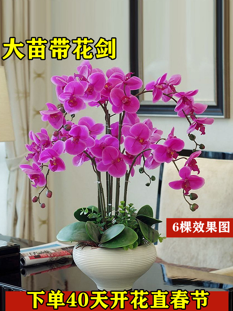 蝴蝶兰花苗盆栽带花剑花苞大苗花卉植物室内绿植四季开花水培植物
