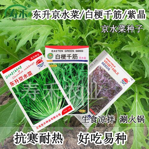 雪里红芥菜价格 雪里红芥菜图片 星期三