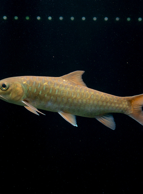 宏基渔业 苏门答腊金似丘 活体红色系原生吉罗鱼 精品吉罗鱼