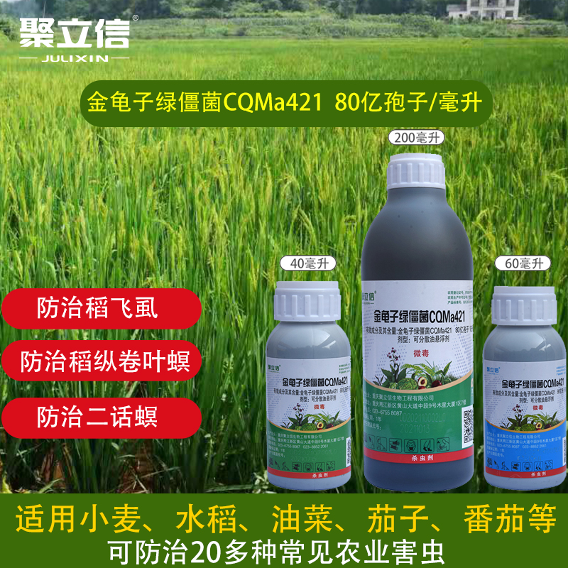 80亿绿僵菌cqma421稻飞虱杀虫剂