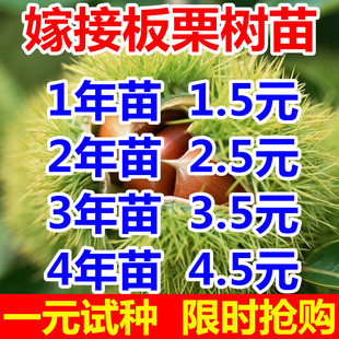 板栗苗树嫁接盆栽地栽南方北方种植大红袍当年结果特大板栗树果树