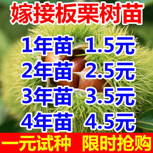 嫁接板栗树苗当年结果可签合同