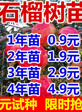 石榴树树苗突尼斯软籽特大果树苗盆栽地栽庭院南北方种植石榴树苗