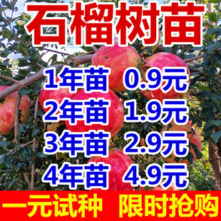 石榴树树苗突尼斯软籽特大果树苗盆栽地栽庭院南北方种植石榴树苗