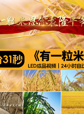 有一粒米思念袁隆平爷爷 稻田朗诵演讲伴奏配乐版LED背景视频素材