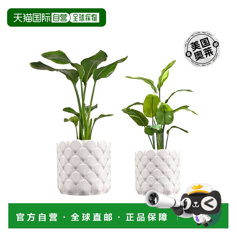 jonathan ySyrie 现代波西米亚室内海浪环保 3D 印花花盆带排水 -图片