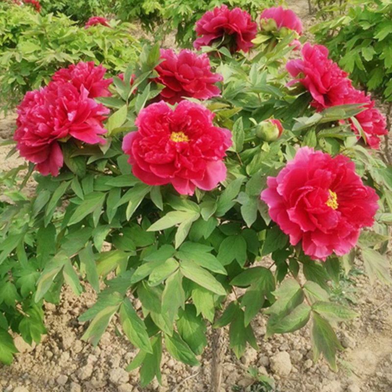 正宗观赏牡丹大苗重瓣花王洛阳菏牡丹/芍药