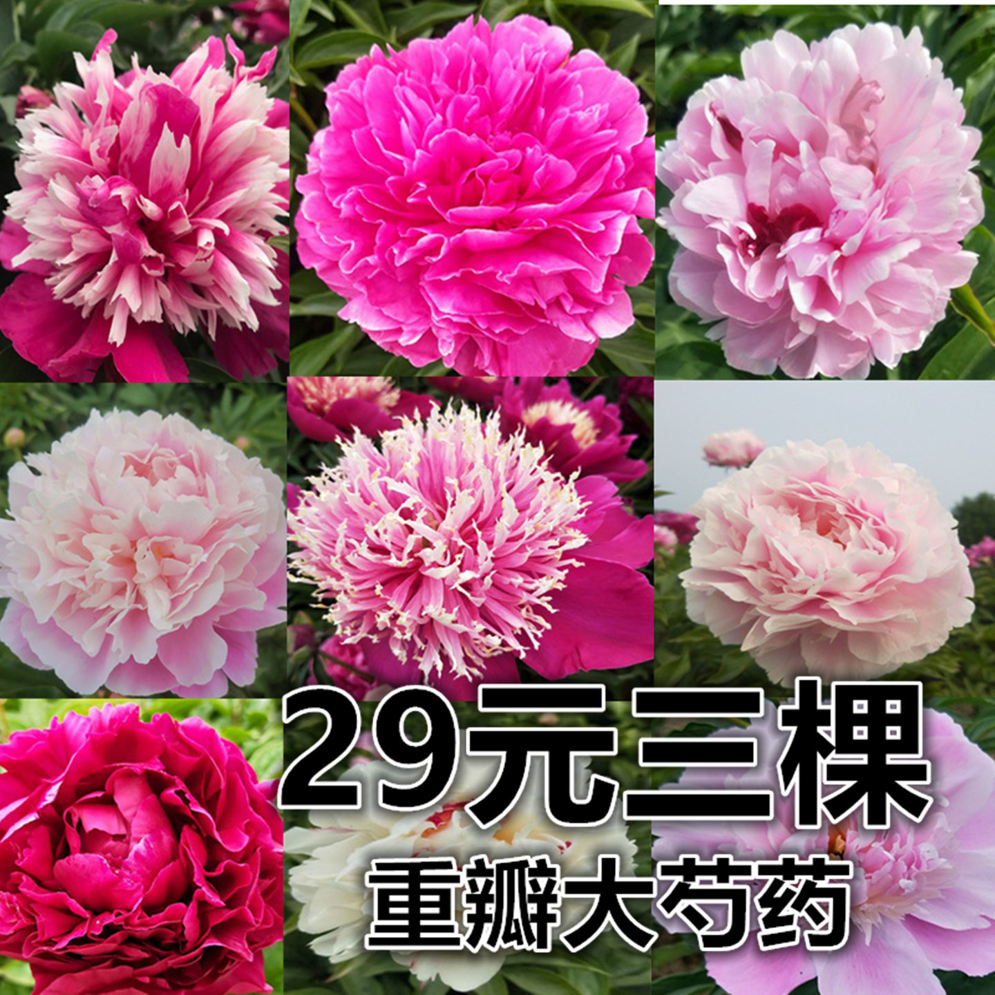 芍药进口花苗落日珊瑚羞涩女王