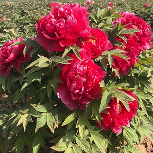 山东大芍药鲜切花重瓣牡丹鲜花油画牡丹花束花瓶水养母亲节用