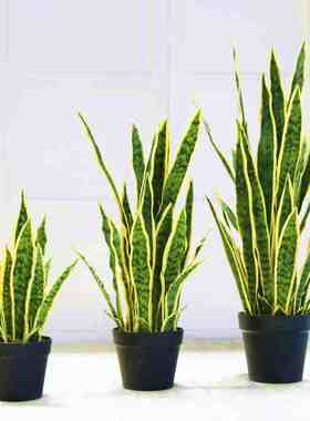 北欧大型仿真装饰虎皮兰盆景客厅龟背叶摆件绿植树落地旅人蕉植物