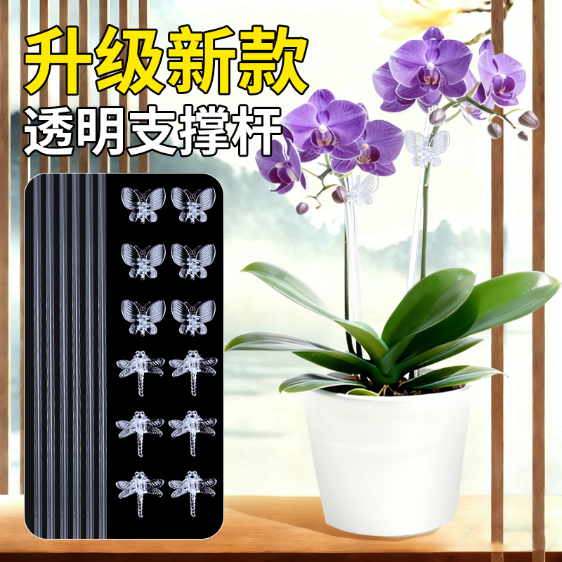 蝴蝶兰防倒伏透明材质颜值超高