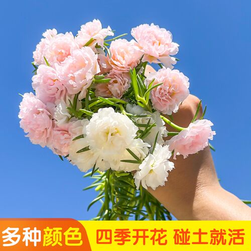 太阳花重瓣大花枝条死不了花苗四季开花阳台庭院植物盆栽绿植花卉
