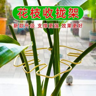 植物支架龟背竹支撑杆春羽水培绿植物防倒伏收拢架园艺绿植固定器