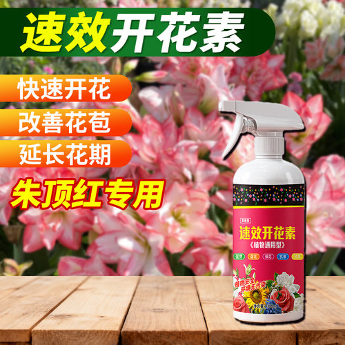 朱顶红专用速效开花素液体营养液免稀释即喷植物爆花催花易吸收