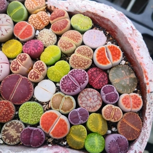 醉花生石花多肉植物多彩PP花新手组合套餐屁股花桌面花卉阳台盆栽