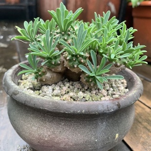 进口多肉植物峨眉山块根绿植花卉 铁甲麒麟白桦麒麟组合