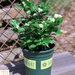 【耐高温花卉植物价格】最新耐高温花卉植物价