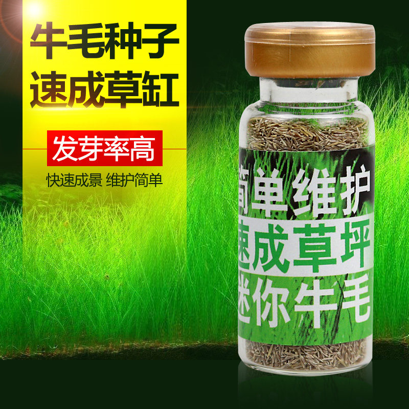 水草种子籽鱼缸真水草造景草缸装饰牛毛毡活体淡水小对叶水草植物