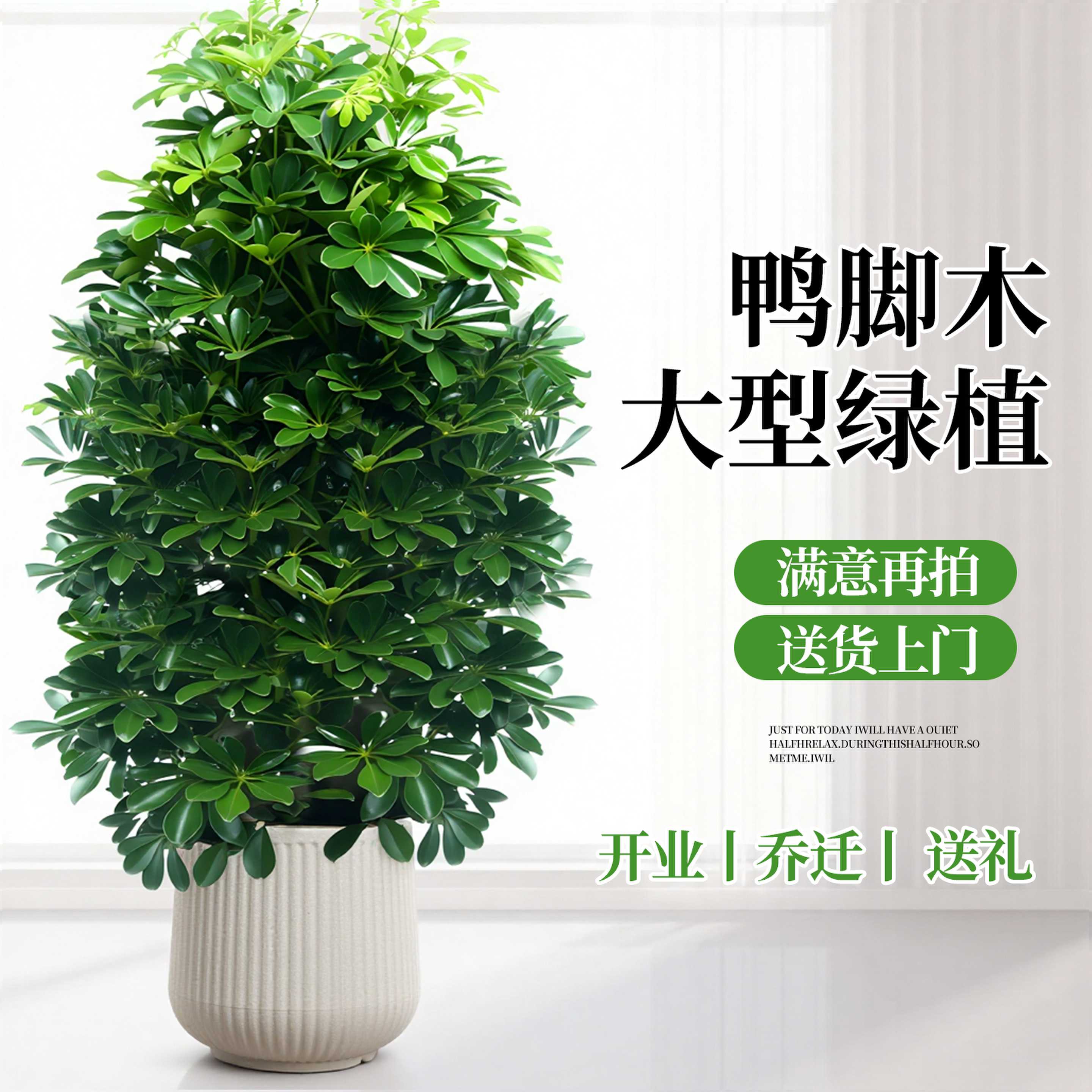 1.4-1.6鸭脚木盆栽室内客大型绿植/成品组合盆