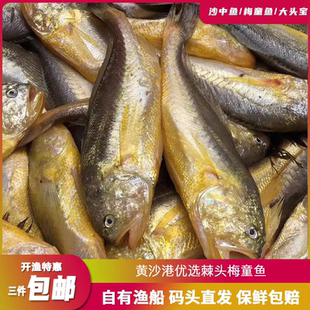 新鲜特级大梅童海捕梅童鱼梅子鱼中鱼沙中大头宝东海黄梅丁狮头鱼