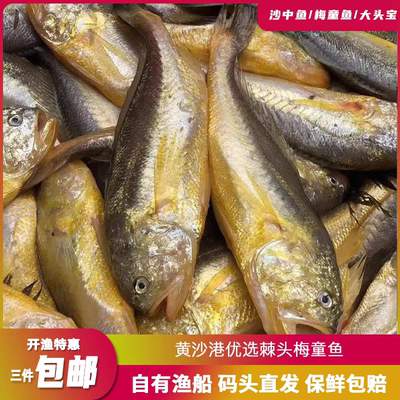 新鲜特级大梅童海捕梅童鱼梅子鱼中鱼沙中大头宝东海黄梅丁狮头鱼