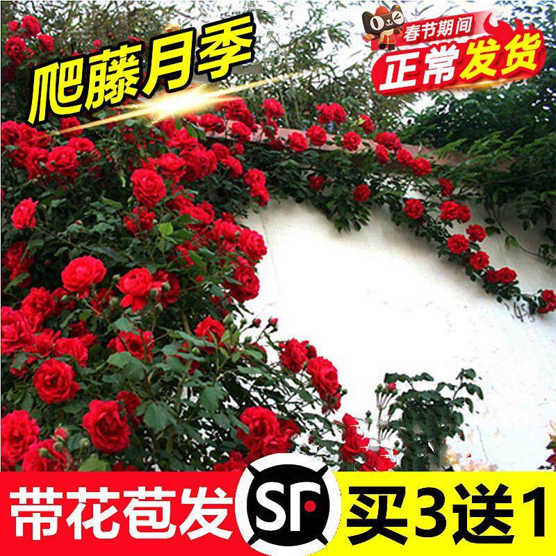 蔷薇花苗爬藤四季开花庭院藤本月季花苗大花爬墙植物花卉盆栽玫瑰,鲜花速递/花卉仿真/绿植园艺,月季/蔷薇/玫瑰,淘宝优惠券,粉丝福利购,淘宝优惠卷