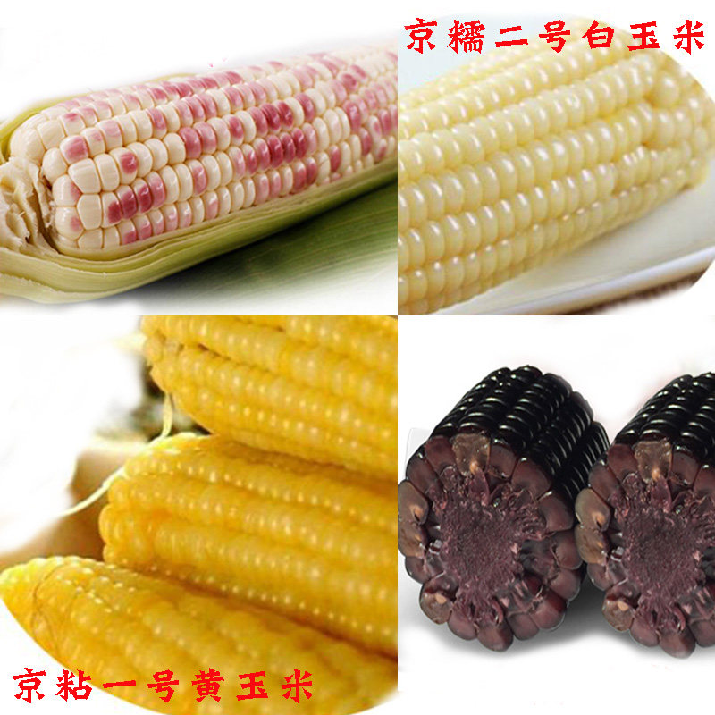 粘糯玉米种子 黄色白色彩色黑色甜糯黏玉米籽高产春播四季蔬菜孑