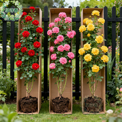 耐热特大花藤本月季爬墙爬藤