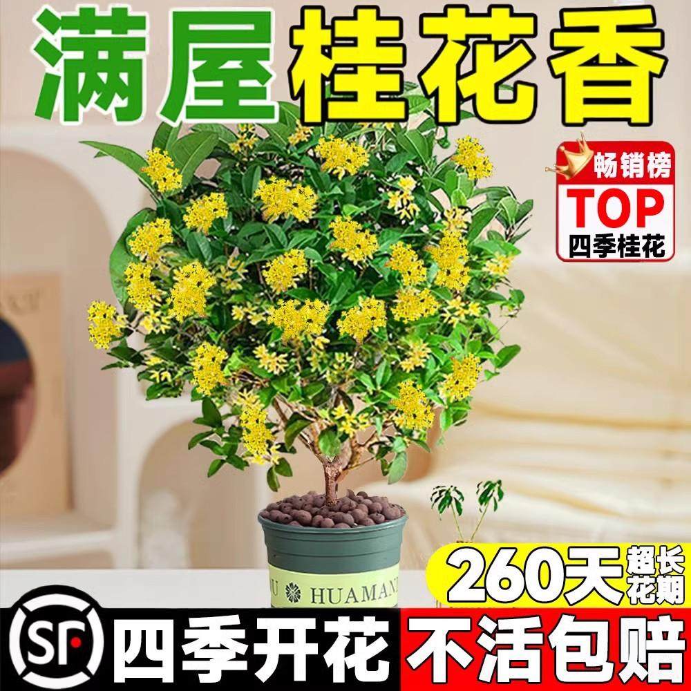 桂花树苗盆栽可食用金桂四季桂开花不断室内外阳台庭院浓香型花卉,鲜花速递/花卉仿真/绿植园艺,时令草本花卉,淘宝优惠券,粉丝福利购,淘宝优惠卷