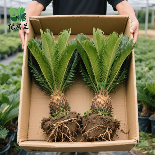 苏铁盆栽公母一对好养开花