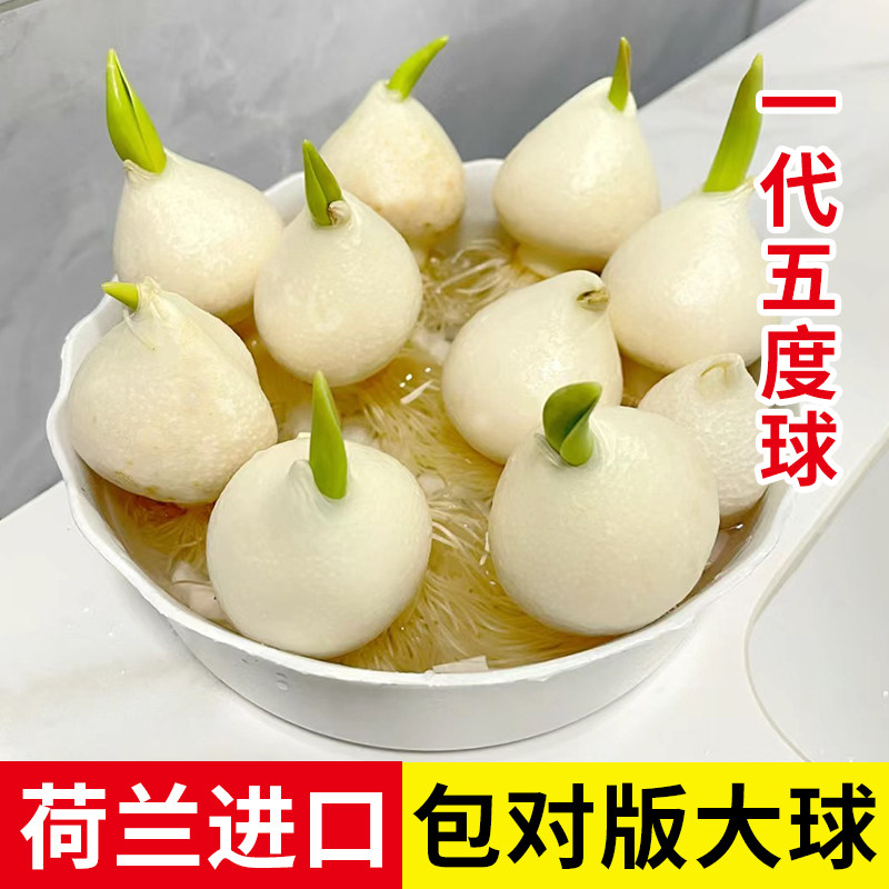 5颗郁金香种球水培花卉盆栽重瓣植物室内外四季开花土养易活花种,鲜花速递/花卉仿真/绿植园艺,种球/裸根,淘宝优惠券,粉丝福利购,淘宝优惠卷