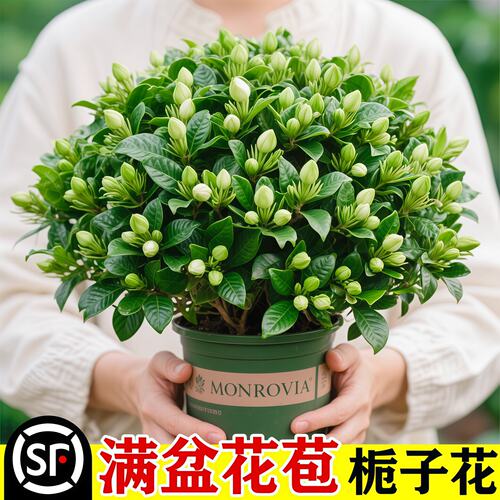 室内栀子花盆栽带苞易养四季开