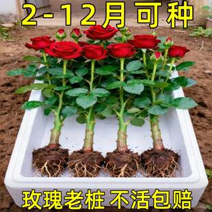 云南基地直发玫瑰老桩开花树苗月季花苗特大花卉四季老根盆栽室内