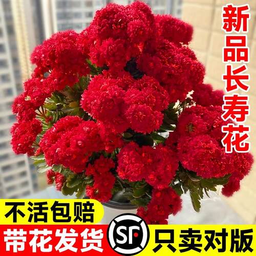 新品长寿花盆栽带花苞重瓣大