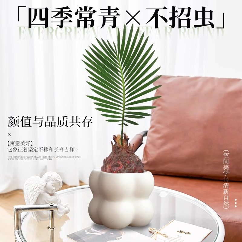 铁树盆栽绿植苗小苏铁室内桌摆小巧观叶花卉植物新手好养活小盆景,鲜花速递/花卉仿真/绿植园艺,绿植,淘宝优惠券,粉丝福利购,淘宝优惠卷